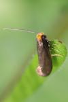 Incurvaria koerneriella
