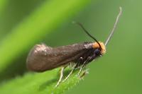Incurvaria koerneriella