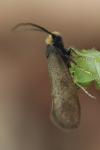 Incurvaria koerneriella