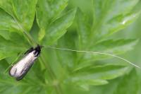 Adela reaumurella