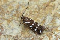 Eteobalea albiapicella