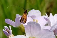Cauchas rufimitrella