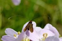 Cauchas rufimitrella