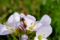 Cauchas rufimitrella
