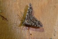 Alucita huebneri