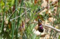 Adela australis
