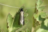 Adela reaumurella