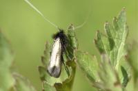 Adela reaumurella