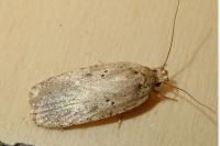 Agonopterix yeatiana