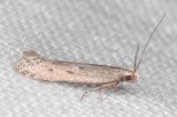 Oxypteryx helotella