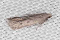 Oxypteryx helotella