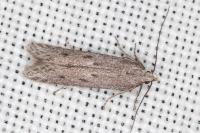 Oxypteryx helotella