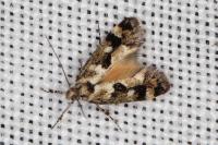 Denisia lutea
