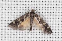 Denisia lutea