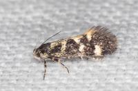 Denisia lutea