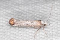 Pseudoswammerdamia combinella