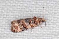 Lobesia botrana