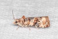 Lobesia botrana