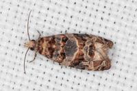 Lobesia botrana