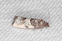 Phaneta pauperana
