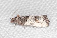 Phaneta pauperana