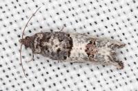 Phaneta pauperana
