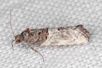 Phaneta pauperana