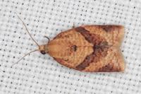 Clepsis consimilana