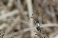 Adela reaumurella
