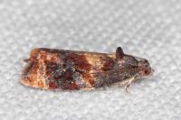 Ditula angustiorana