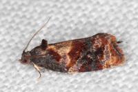 Ditula angustiorana