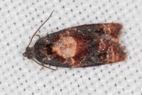 Ditula angustiorana