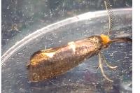 Incurvaria masculella