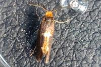 Incurvaria masculella