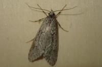 Diurnea fagella