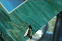 Adela reaumurella