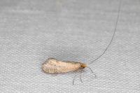 Nematopogon
