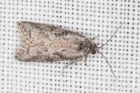 Cnephasia