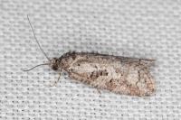 Cnephasia