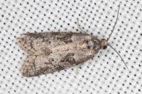 Cnephasia