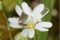 Coleophora lutarea