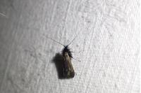Adela reaumurella