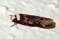 Endrosis sarcitrella