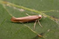 Argyresthia praecocella