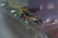 Dialectica imperialella