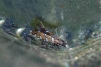 Dialectica imperialella