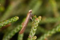 Zelleria hepariella
