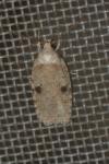 Agonopterix propinquella