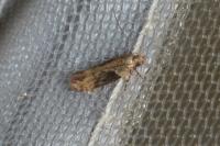 Scrobipalpa costella