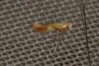 Caloptilia robustella